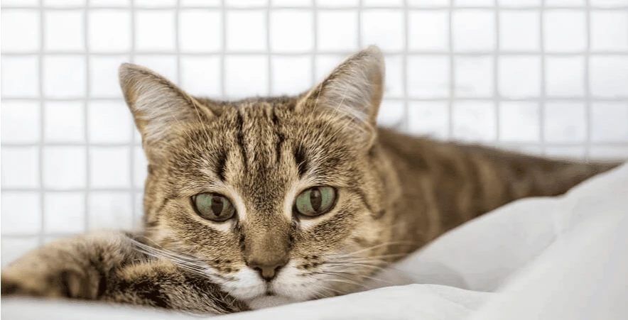 kattendoeken en netten op maat